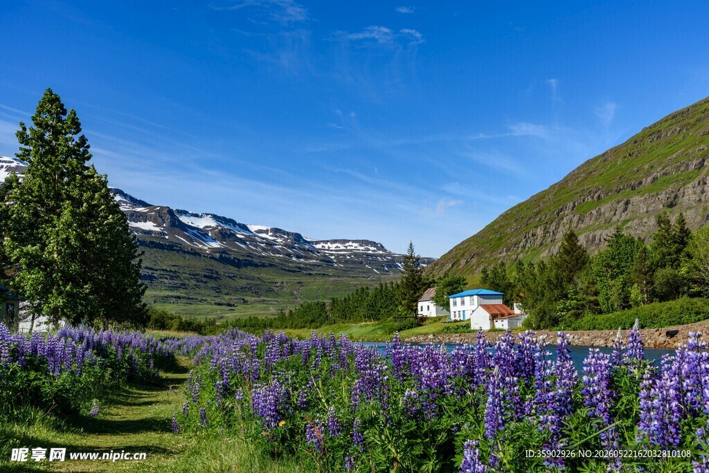 山间紫花盛放美景