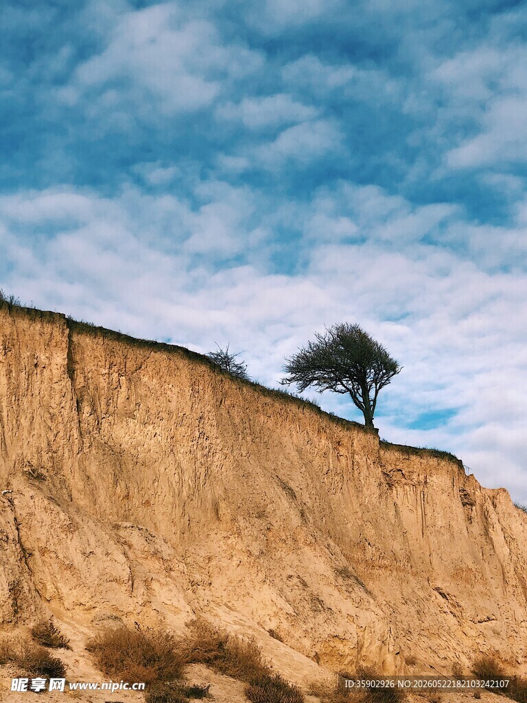 悬崖孤树尽显旷野苍凉