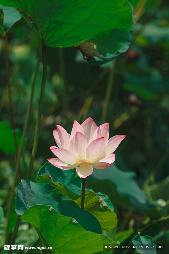 阳光下粉色荷花绽放于绿叶间