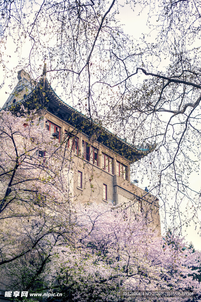 古建旁绽放的烂漫樱花