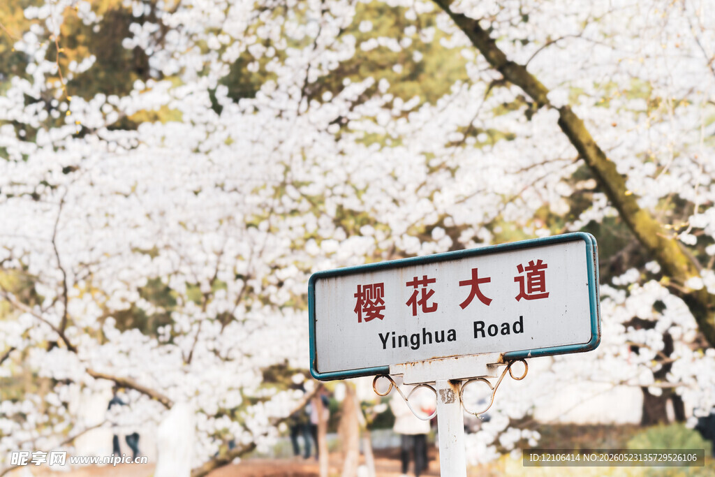 樱花大道的浪漫路牌