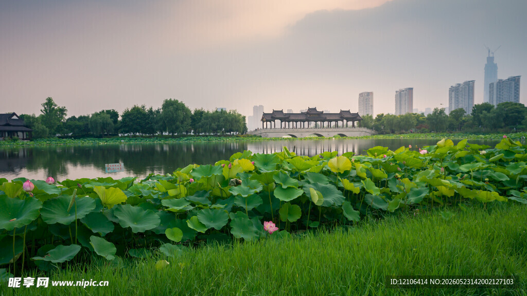 湖畔荷塘绿意美景
