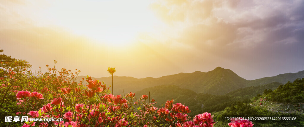 日出下绚烂绽放的山间花朵