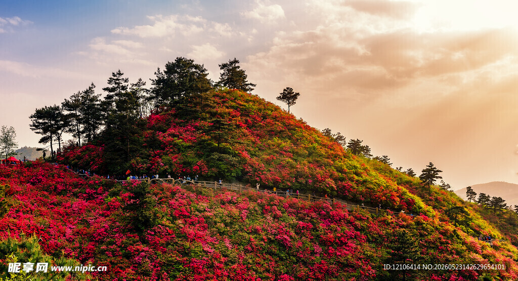 山坡绚烂花海美景