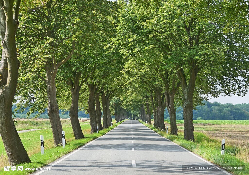 林荫大道通往自然的路径