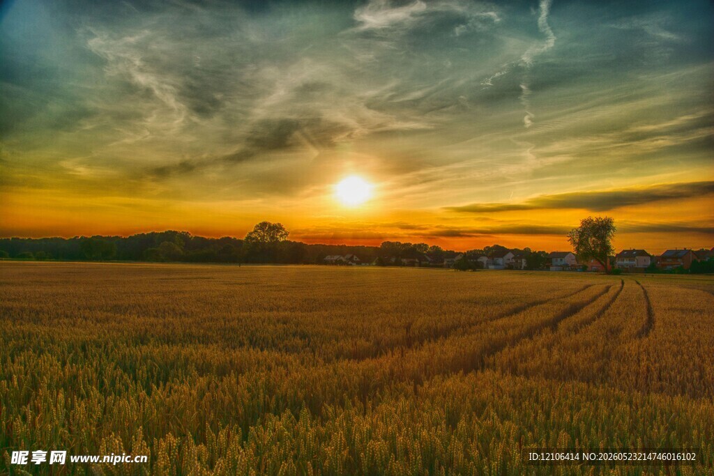 夕阳下的金色麦田美景
