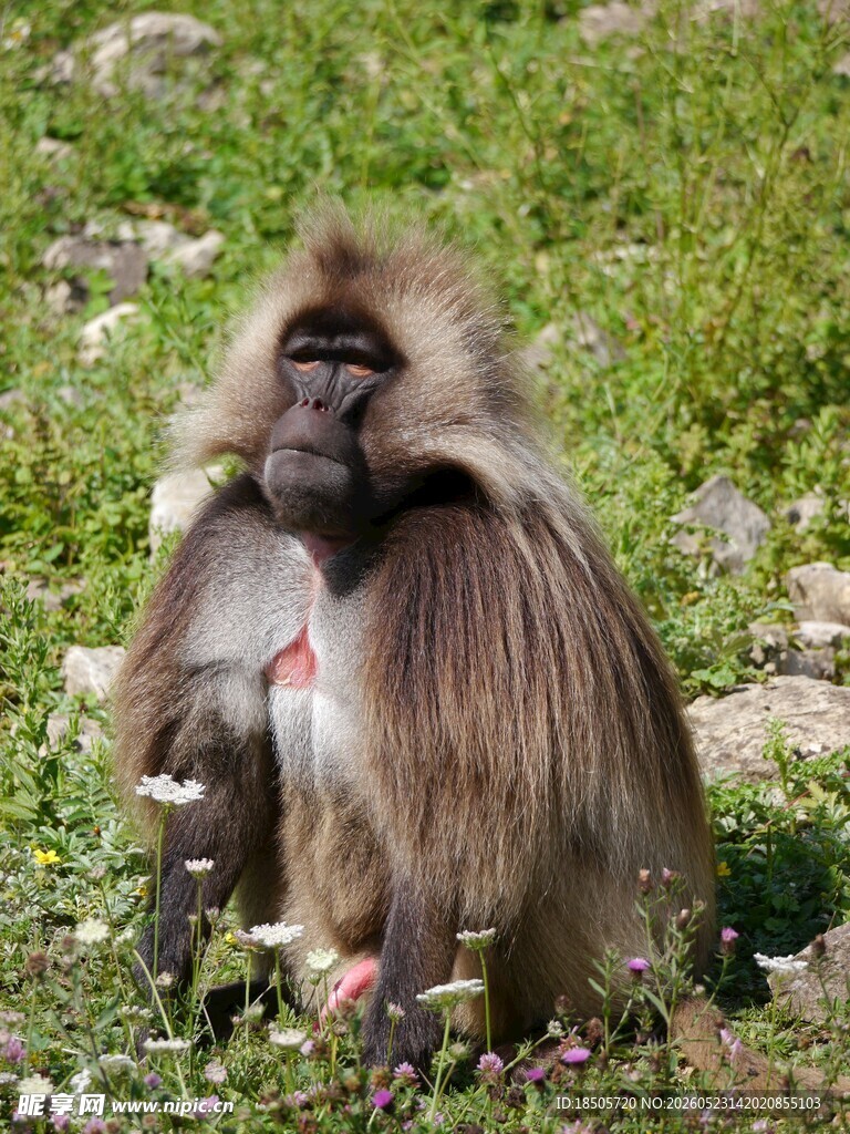 坐于草地的狒狒