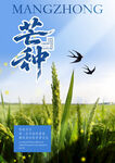 水稻海报 