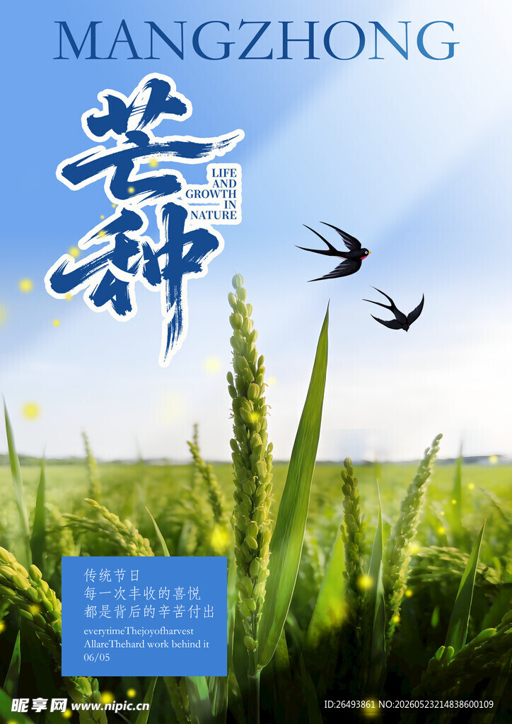水稻海报 