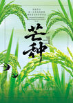 芒种海报