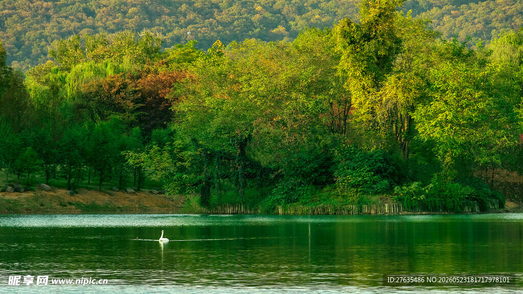 宁静湖畔绿意盎然的美景
