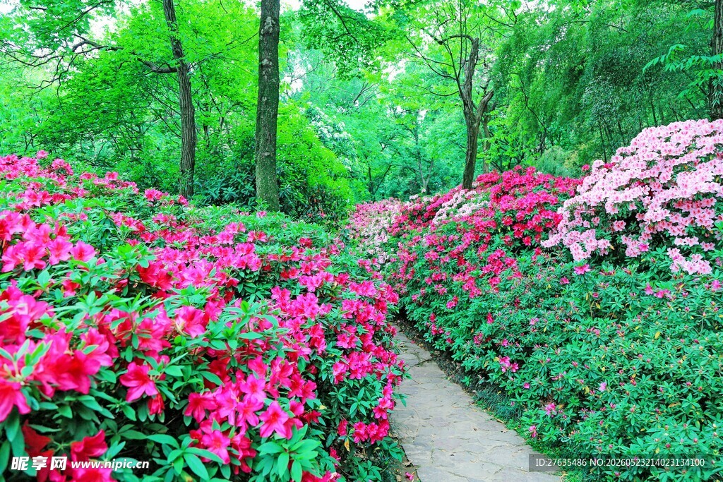繁花小径邂逅春日烂漫