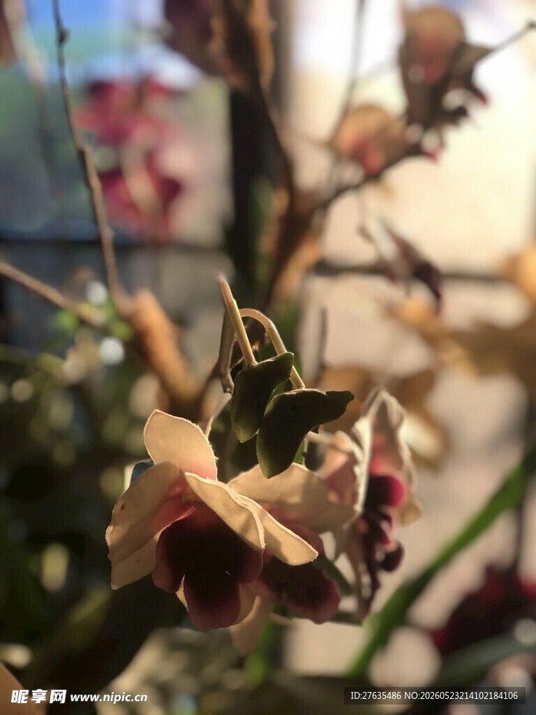 枯萎的兰花特写