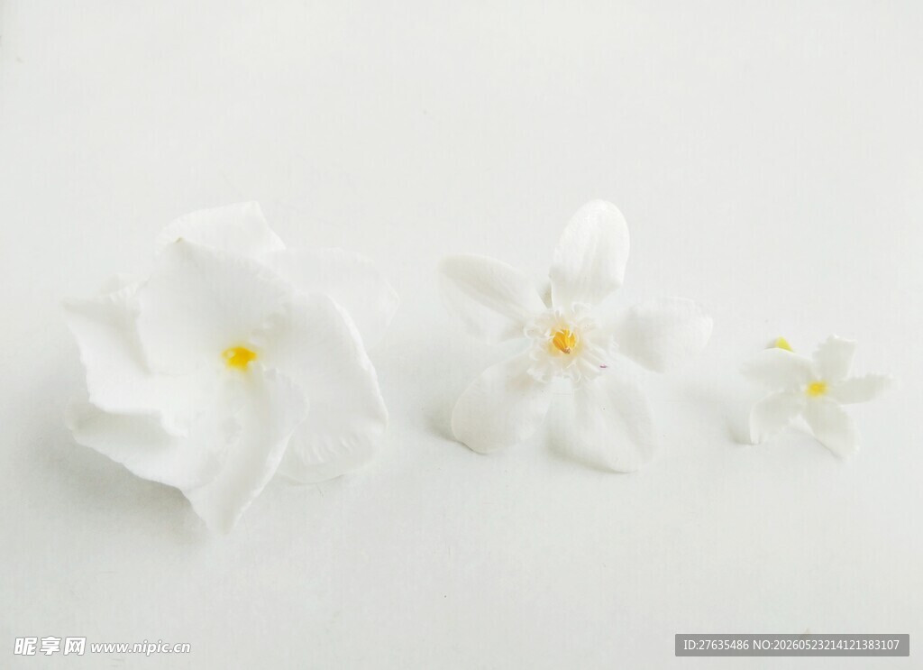 三朵白色小花静美绽放