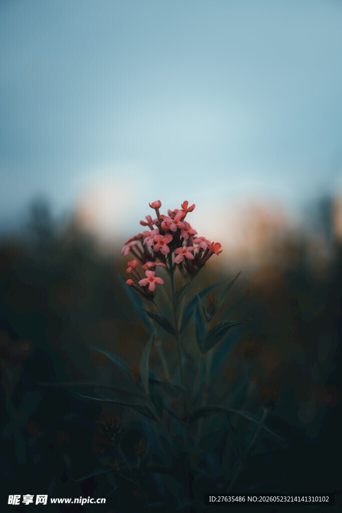 夕阳下的艳丽绽放花朵