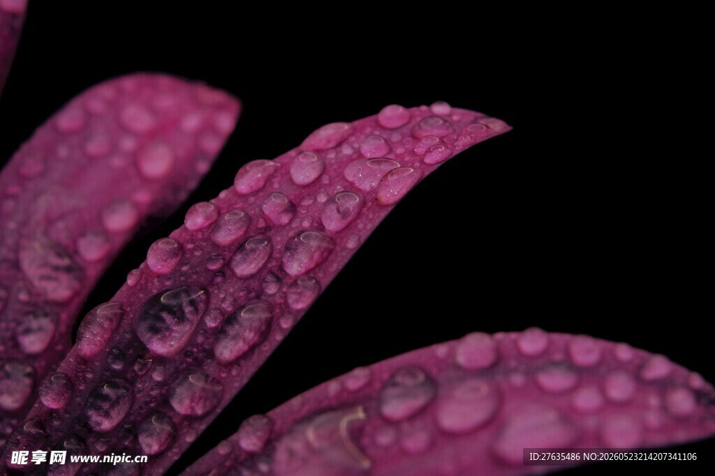 带水珠的玫红色花瓣