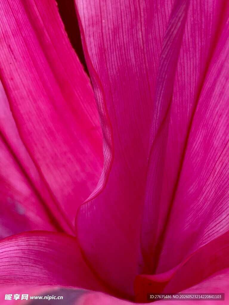 娇艳粉色花朵特写
