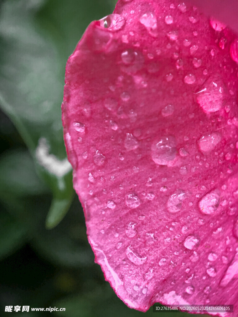 带水珠的娇艳粉色花瓣