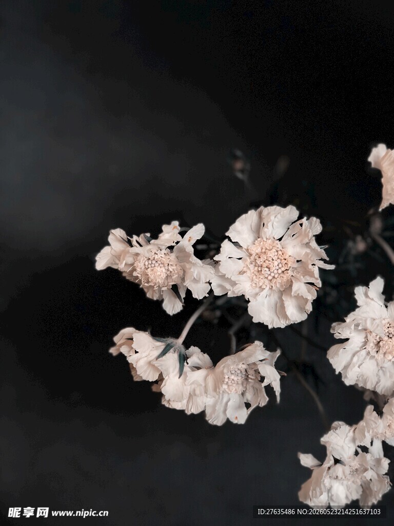 粉色花卉静物特写