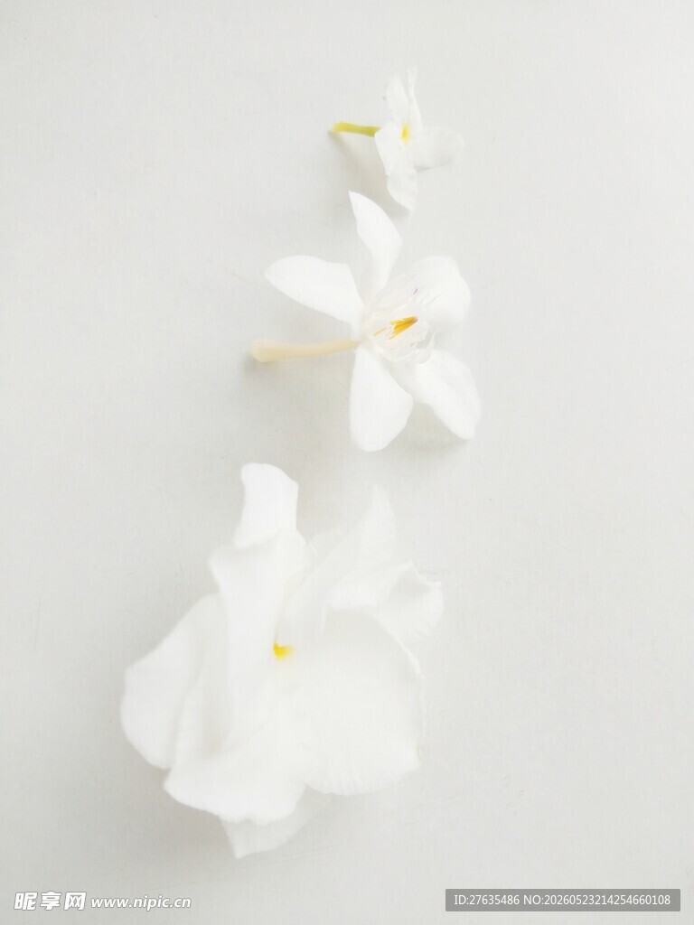 洁白茉莉花清雅绽芬芳