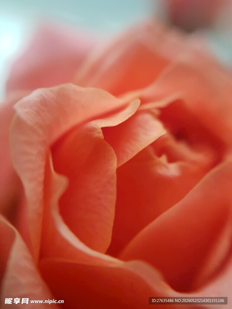 娇艳粉玫瑰特写