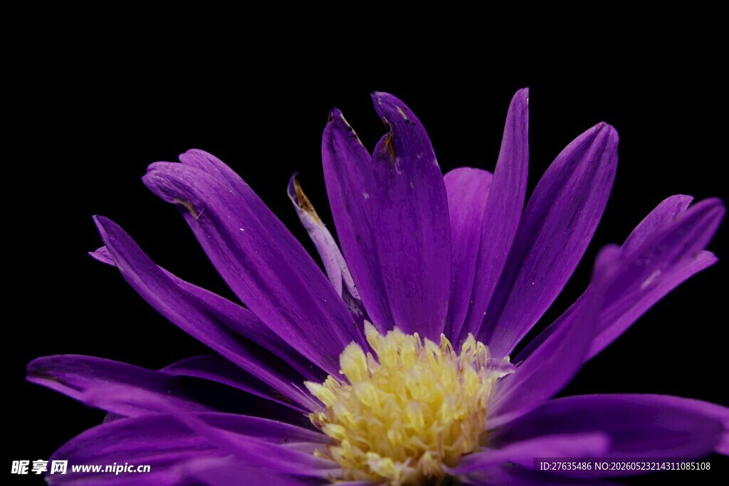 紫色菊花特写
