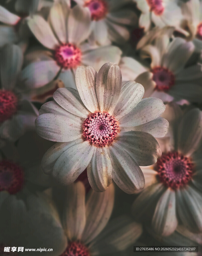 粉色花朵特写