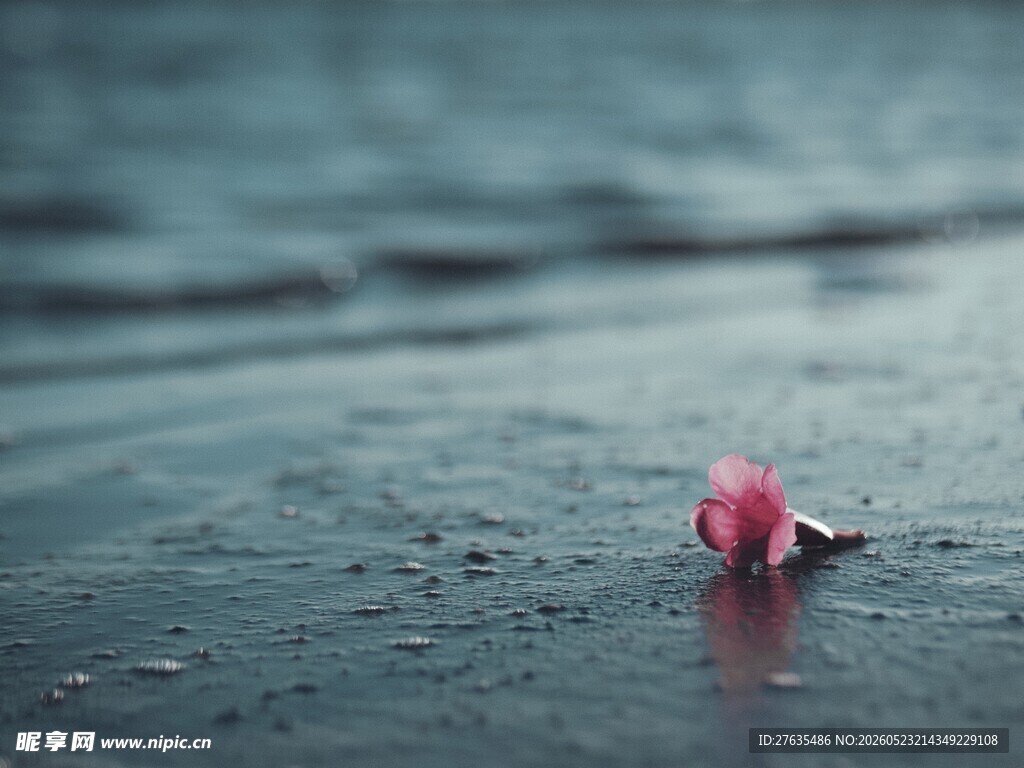 雨中独绽的娇艳小花