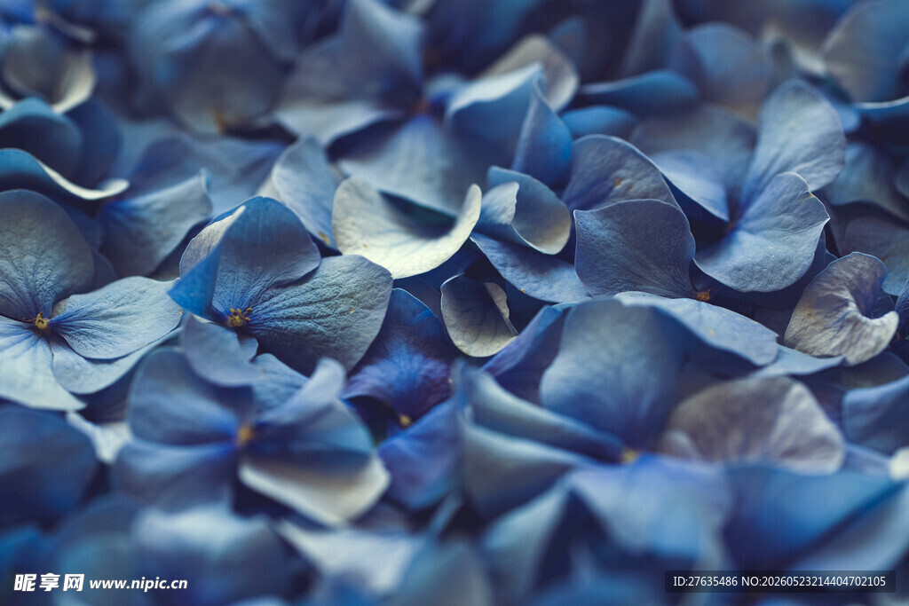 蓝色绣球花瓣特写