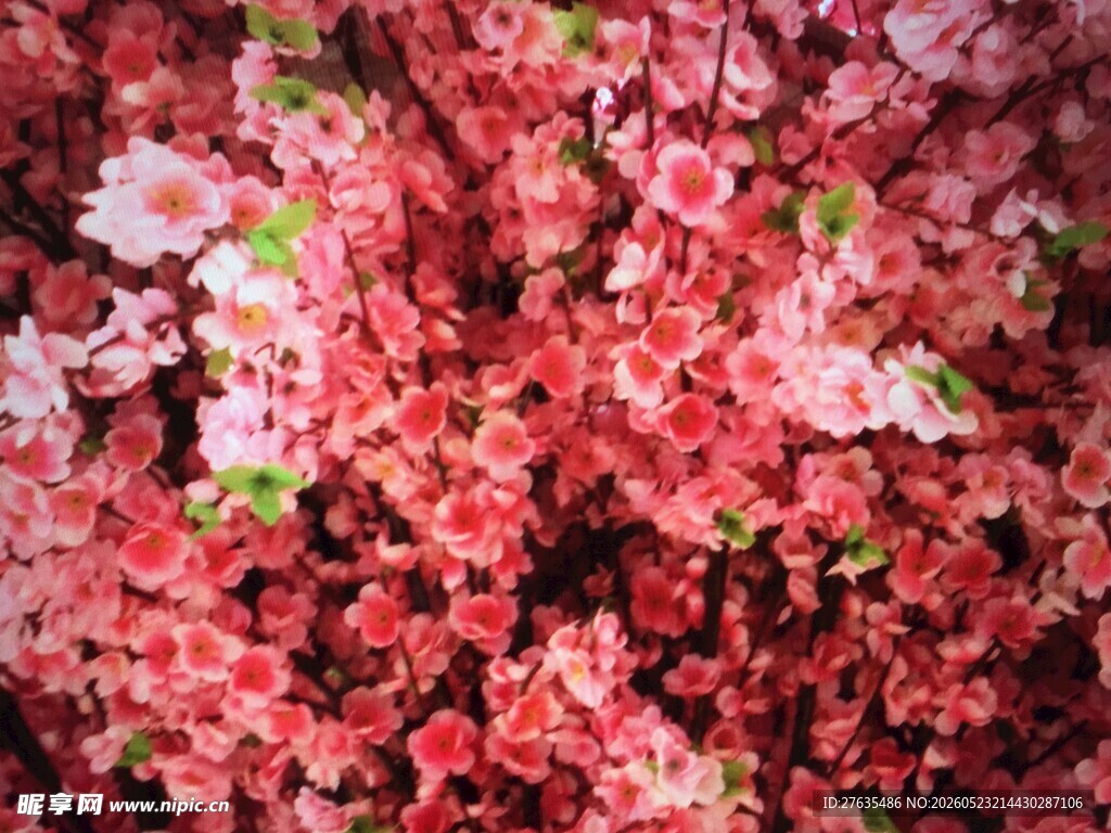 烂漫盛开的娇艳红色花朵