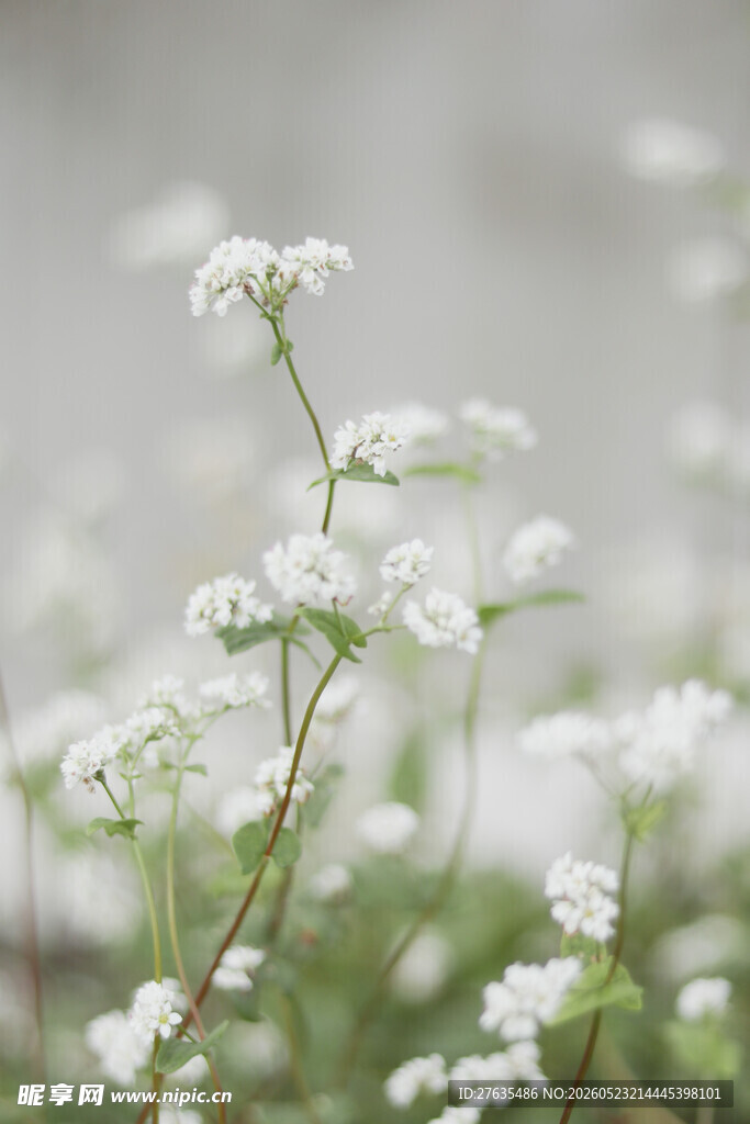清新小白花绽放画面