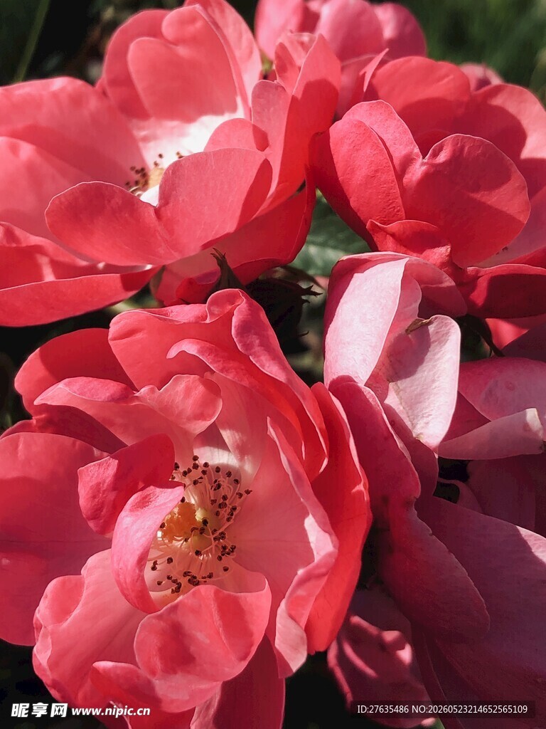 娇艳欲滴的粉红色月季花