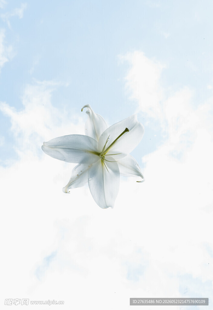 天空下的白色百合花