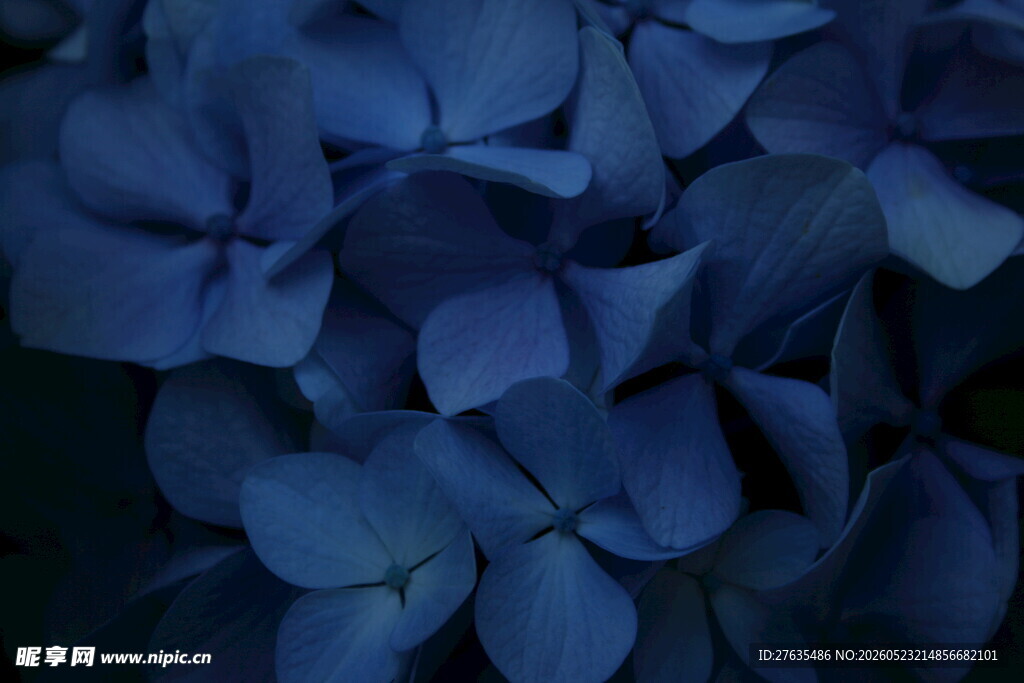 深蓝色绣球花特写