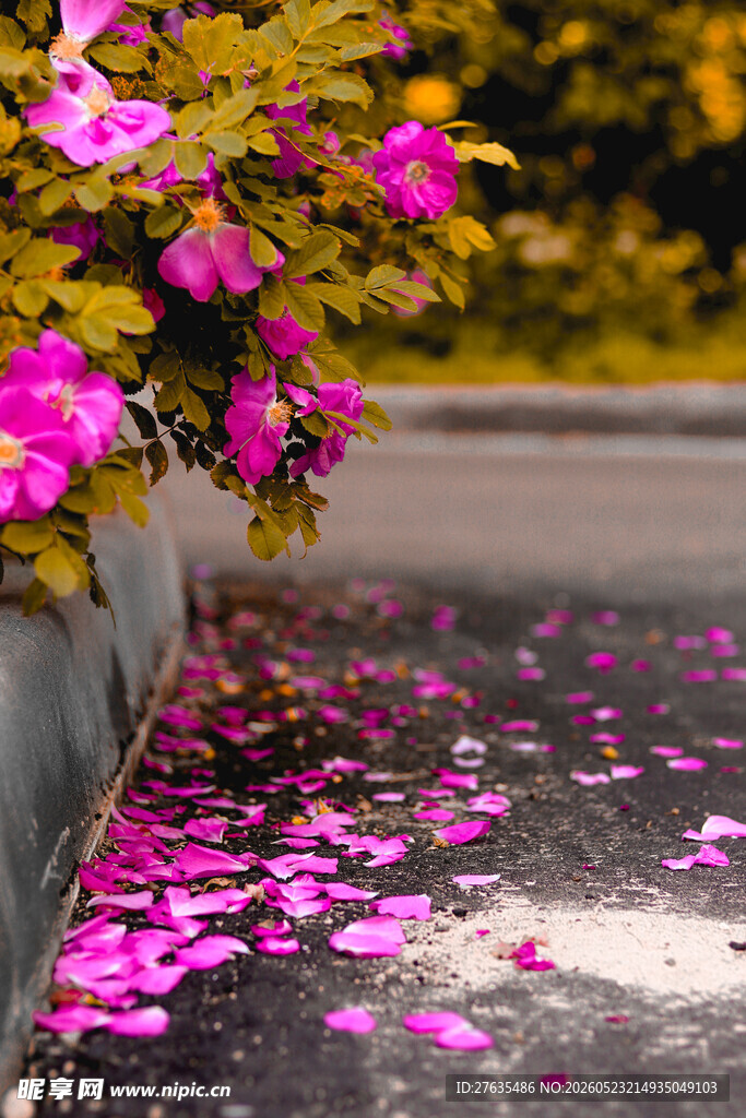 落花满地娇艳花朵绽芬芳