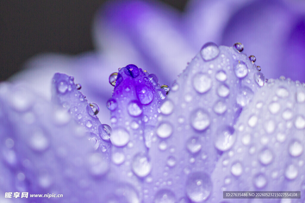 紫花上的晶莹水珠