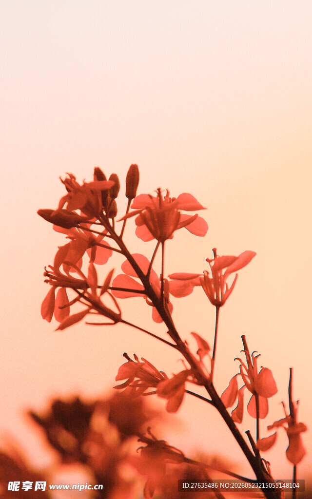 夕阳下的娇艳花枝