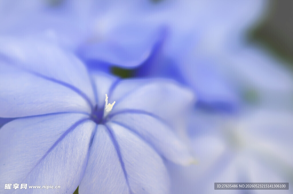 蓝花特写清新雅致花卉
