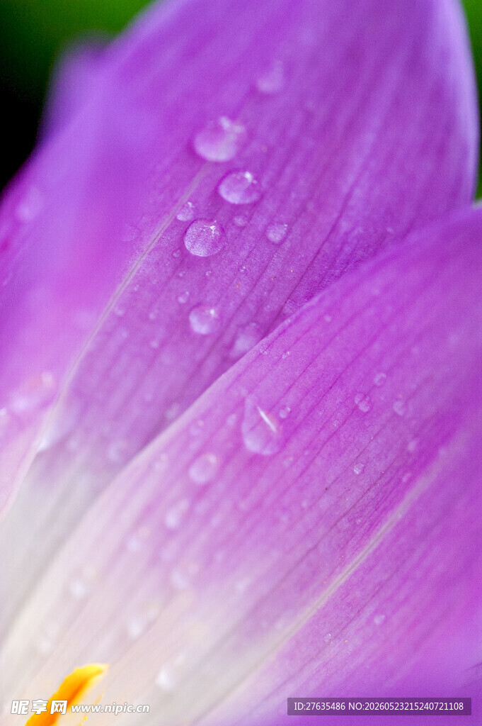 带水珠的紫色花瓣特写