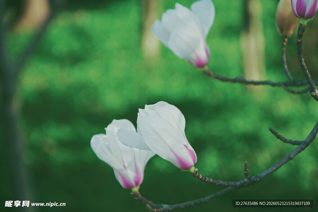 玉兰花绽放枝头