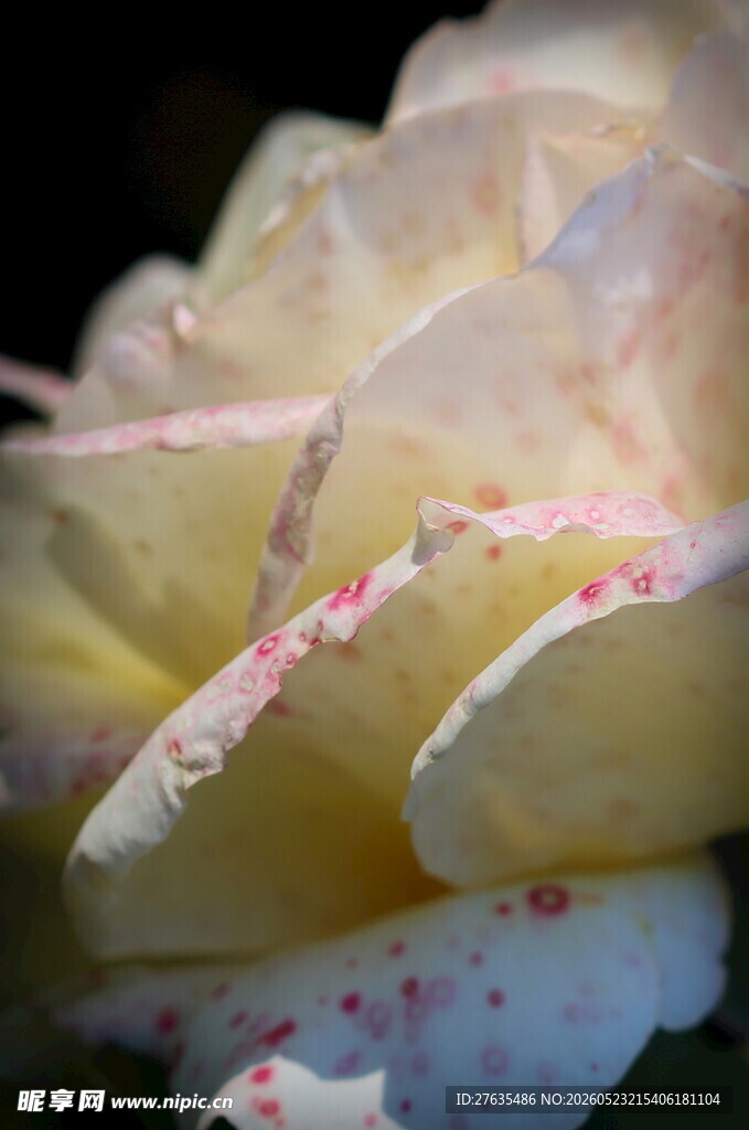 淡粉斑点玫瑰特写