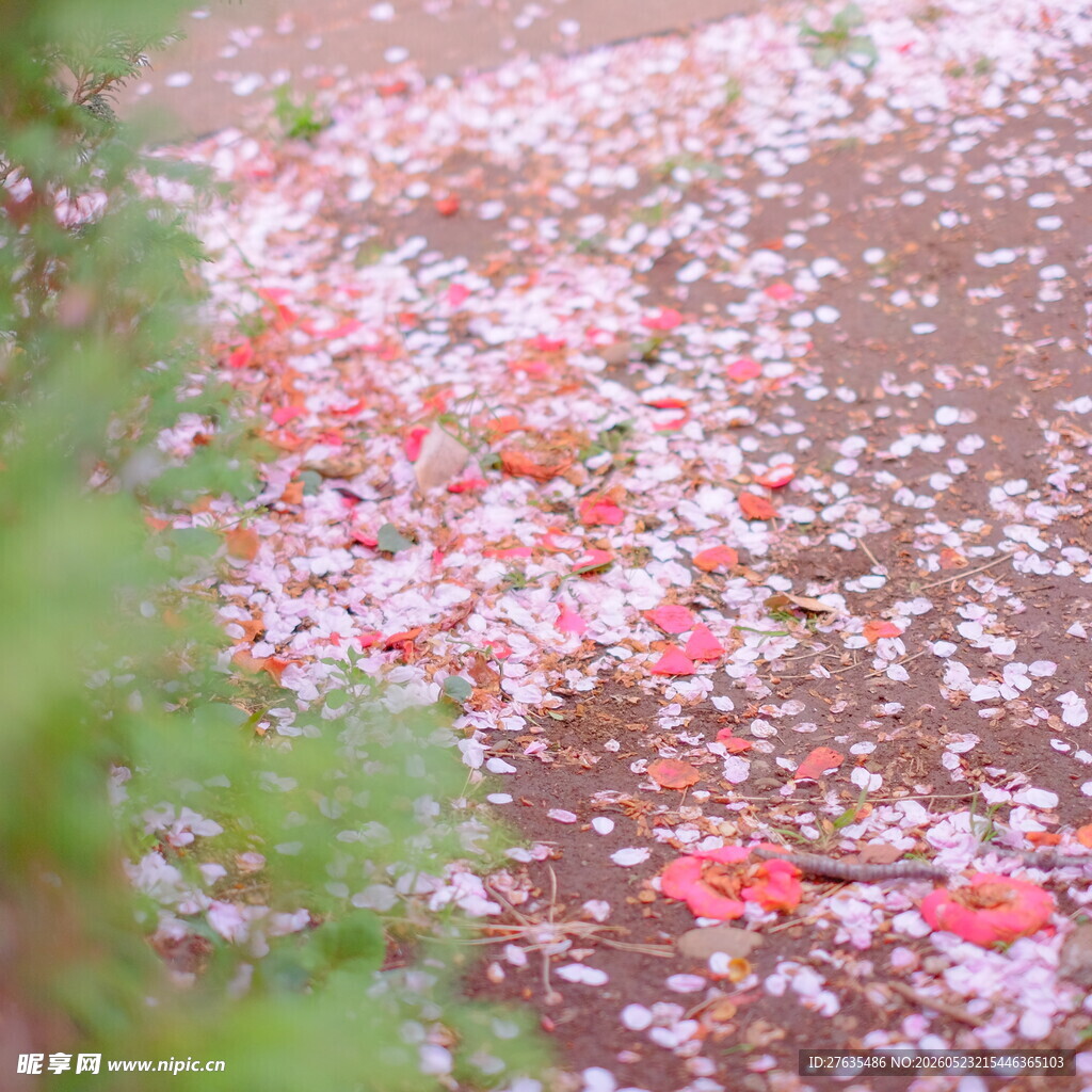 落花满地的唯美春日景象