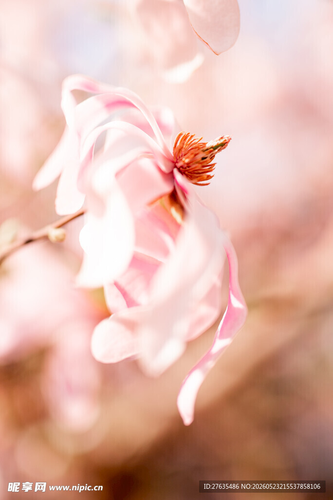 娇艳玉兰花特写