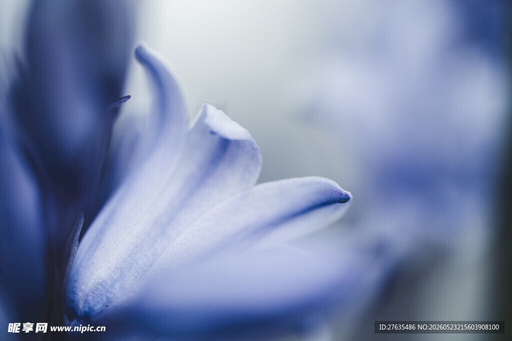 蓝紫花朵特写
