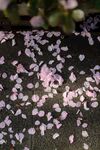 地上散落的粉色樱花花瓣