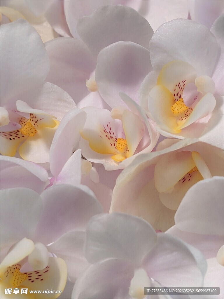 优雅绽放的淡色兰花