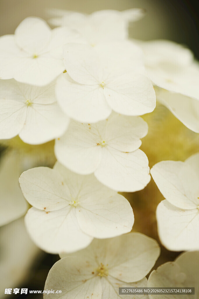 白色绣球花特写
