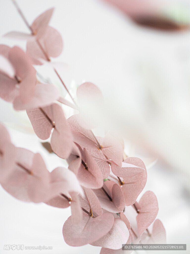 粉色柔美花枝特写