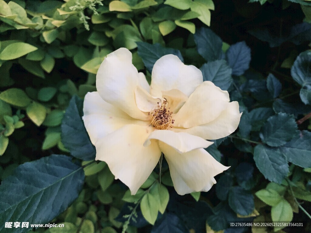 淡黄花朵绽放绿叶间