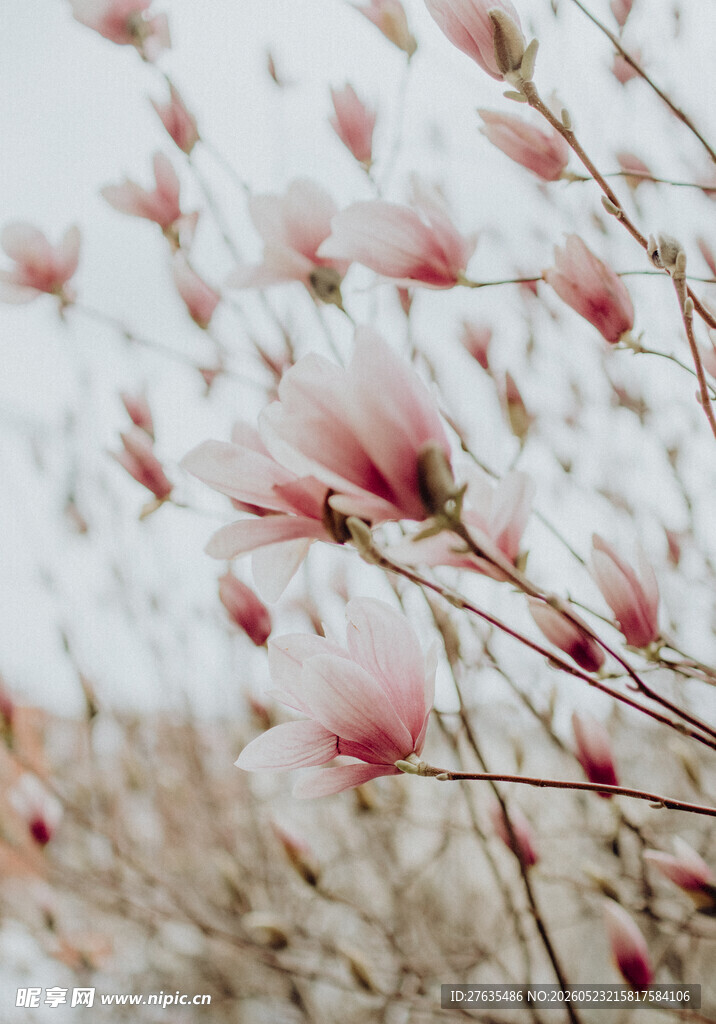 玉兰花枝绽放的美丽瞬间